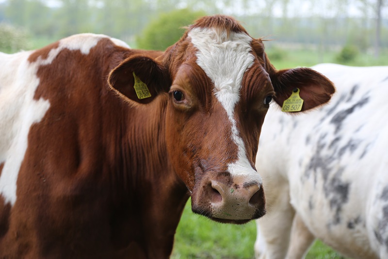 Hörner eines Rinds - Enthornung und warum Hörner wichtig sind! -  Tierpatenschaft mit Herz